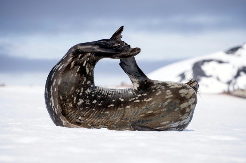 Leopard Seal in Antarctica