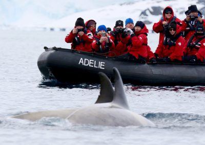Zodiac Whale Encounter Antarctica