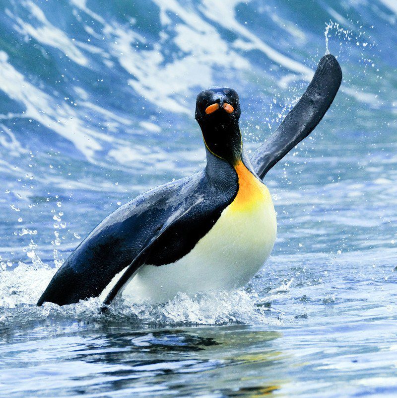 Emperor Penguin in Antarctica