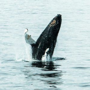Polar Latitudes Humpback Whale