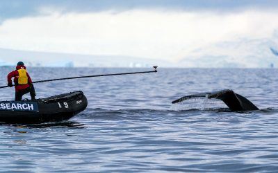 A Glimpse of Whale Science in Antarctica