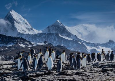 South Georgia Penguins with Mountains