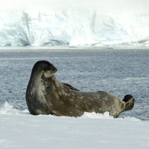 Cierva Cove Leopard Seal Antarctica Polar Latitudes