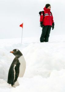 Guest Penguin Danco Island Antarctica Polar Latitudes