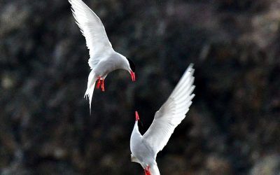 The Arctic Tern