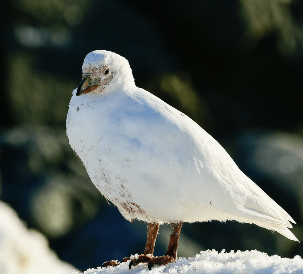 Snowy Sheathbill