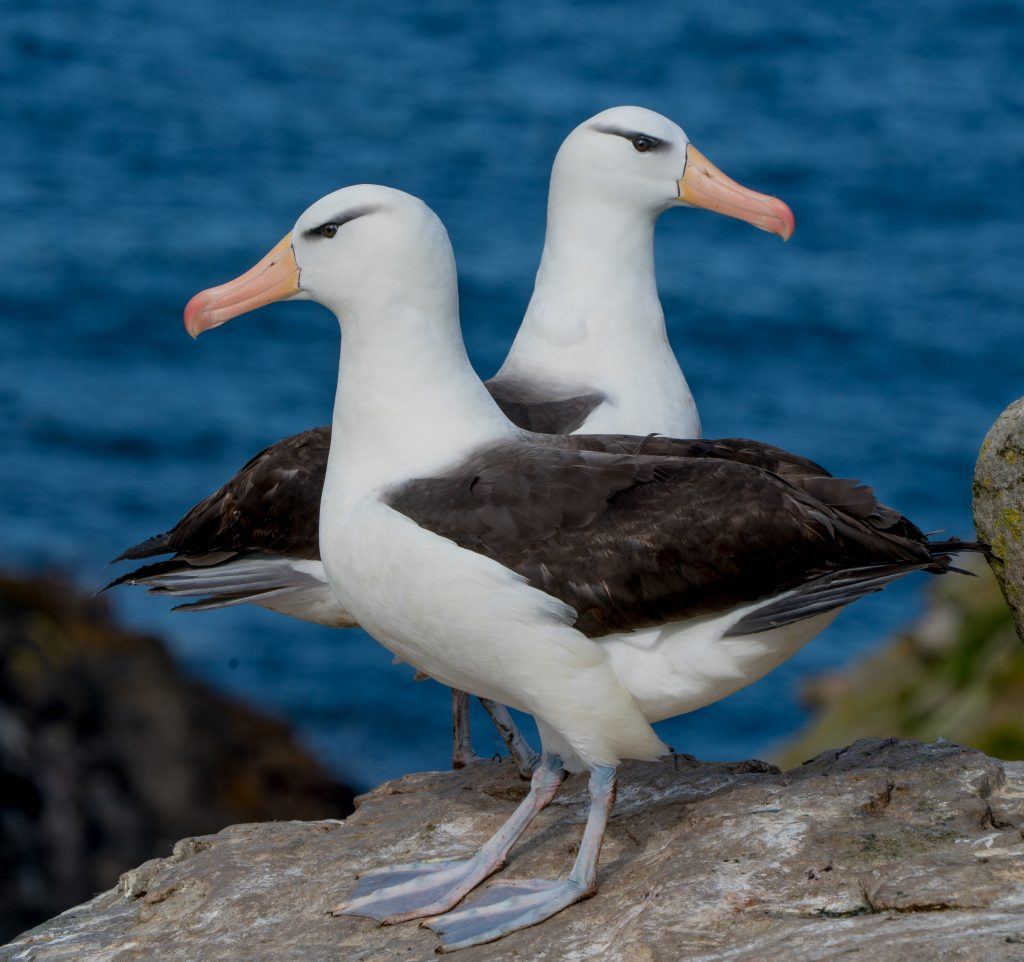The Black-Browed Albatross