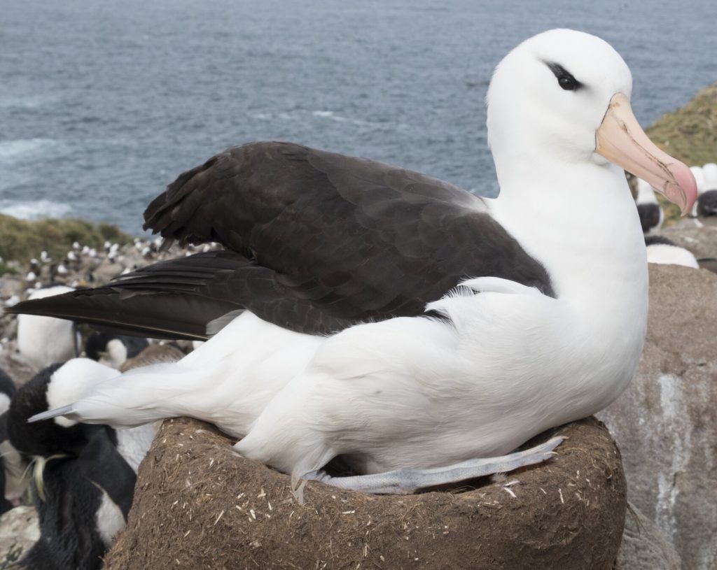Nesting Albatross