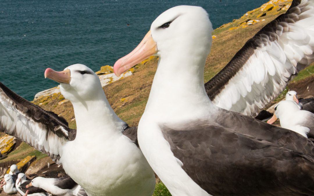 8 Interesting Facts About Albatross