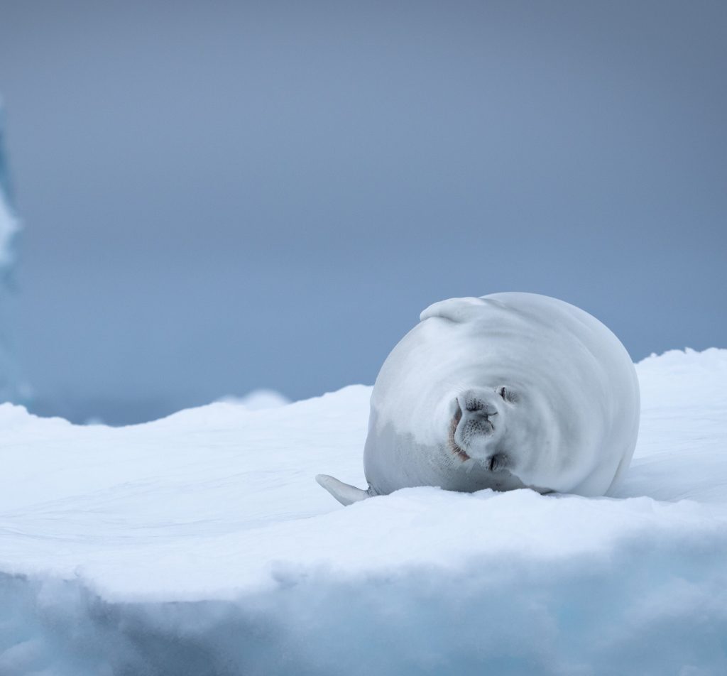 crabeater seal