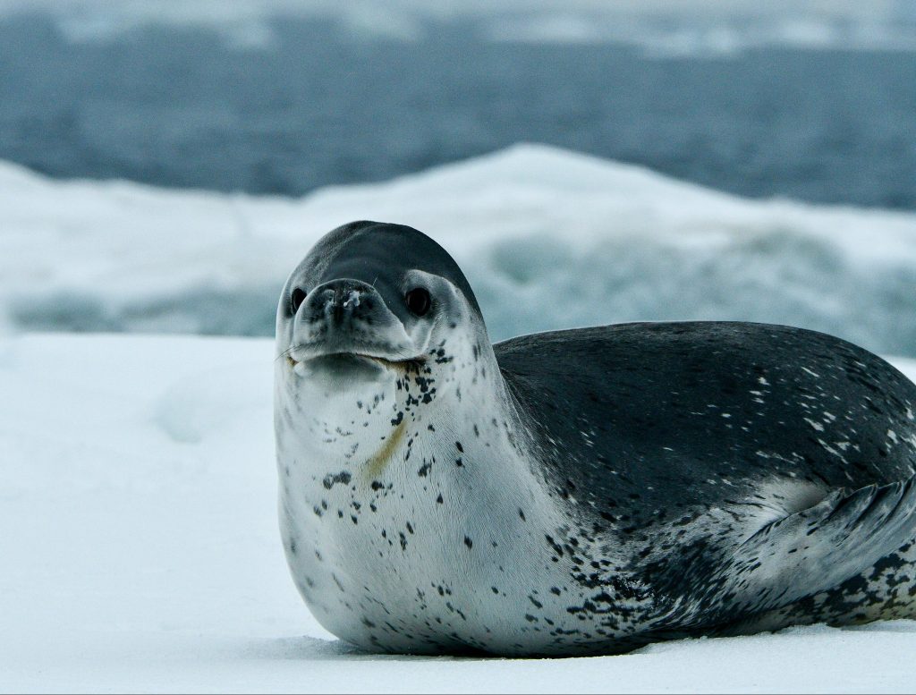 Leopard Seal