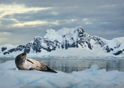 Leopard Seal Ice Floe Polar Latitudes