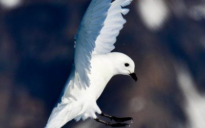 Antarctic Photography with Photography Coach Philip Stone