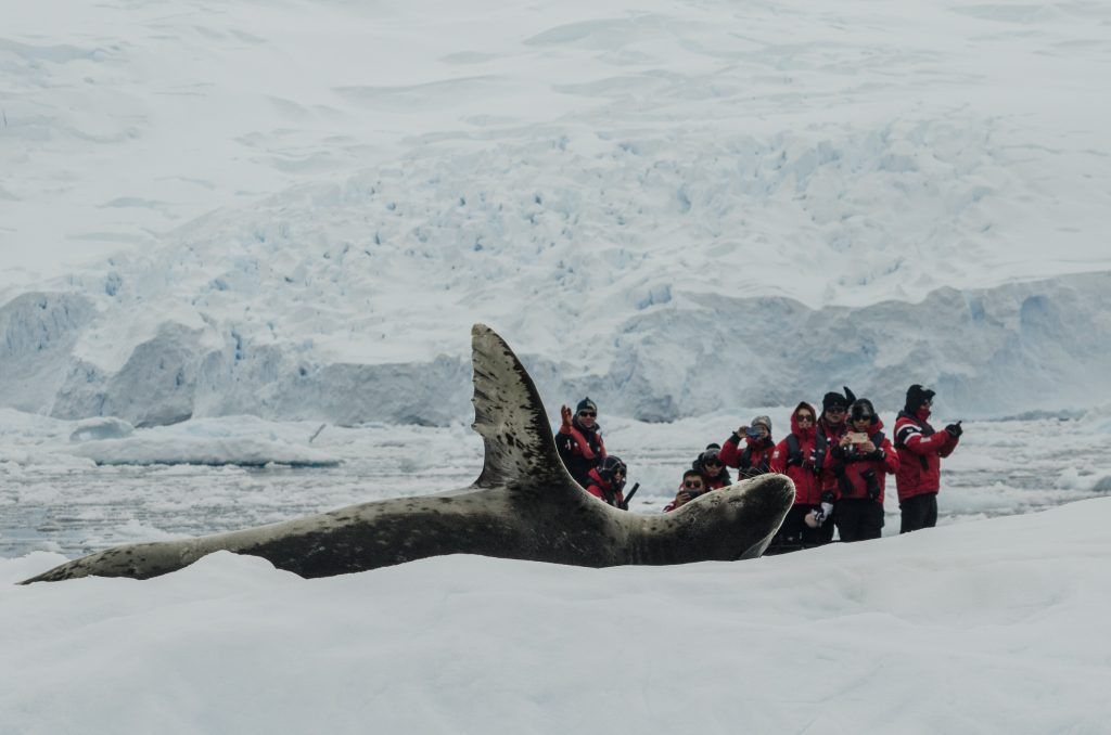 Counting penguins in Antarctica