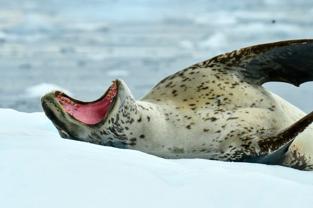 Counting penguins in Antarctica