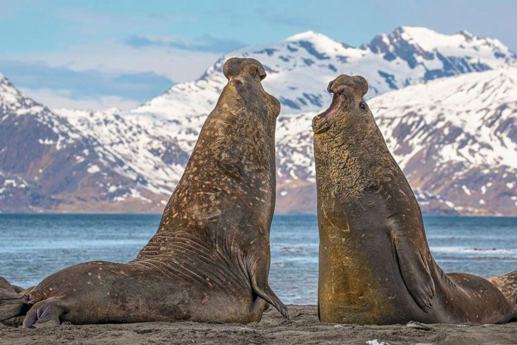 Counting penguins in Antarctica