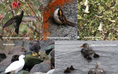 Birds of Antarctica – A Geographic Guide