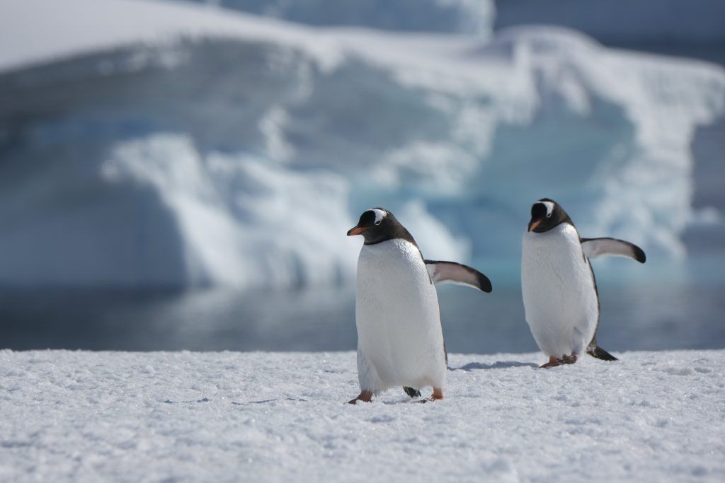 Counting penguins in Antarctica