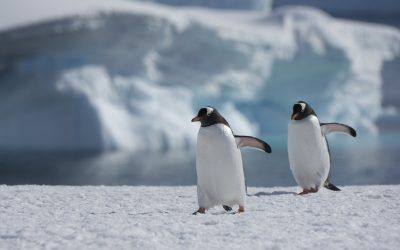 The Gentoo Penguin