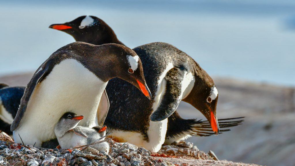 Counting penguins in Antarctica