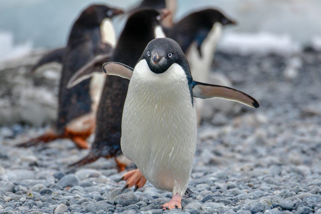 Counting penguins in Antarctica