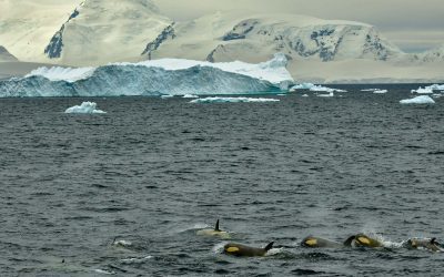 Orca in Antarctica