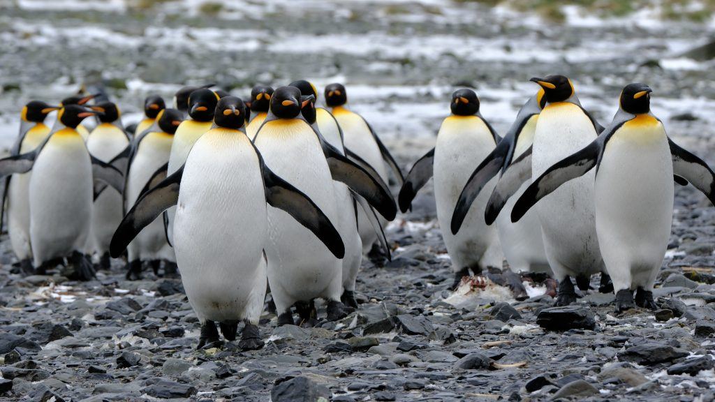 Counting penguins in Antarctica