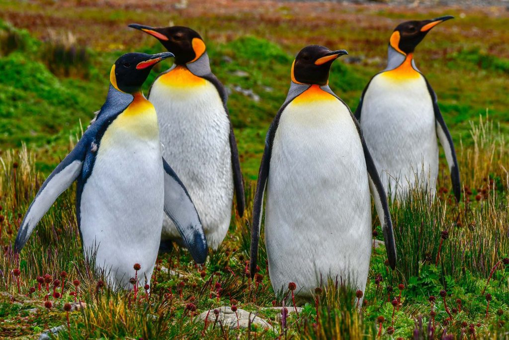 Counting penguins in Antarctica