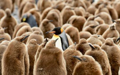 The King Penguin