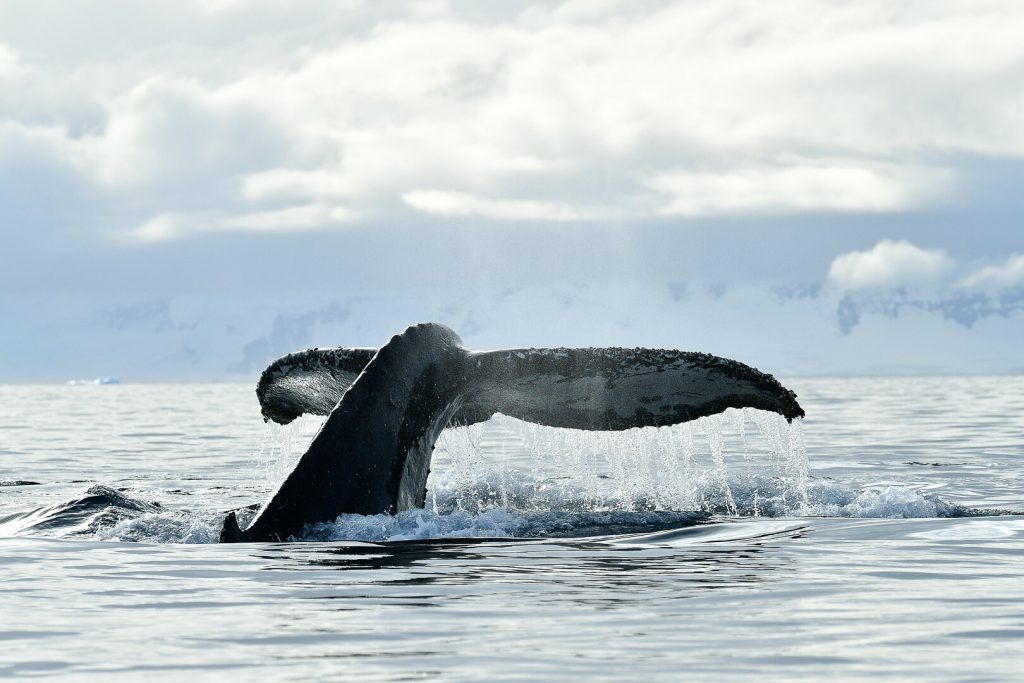 Whale in Antarctica