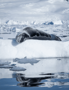 Leopard Seal in Antarctica