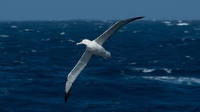 albatross flying in Drake Passage
