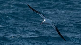 albatross flying in Drake Passage
