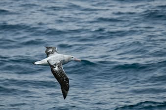 albatross flying in Southern Ocena