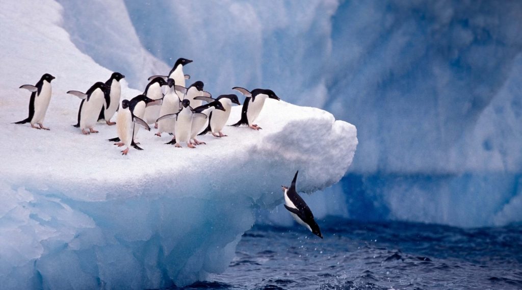Penguin Fun 900x500 1 1024x569 1