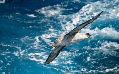 The Wandering Albatross