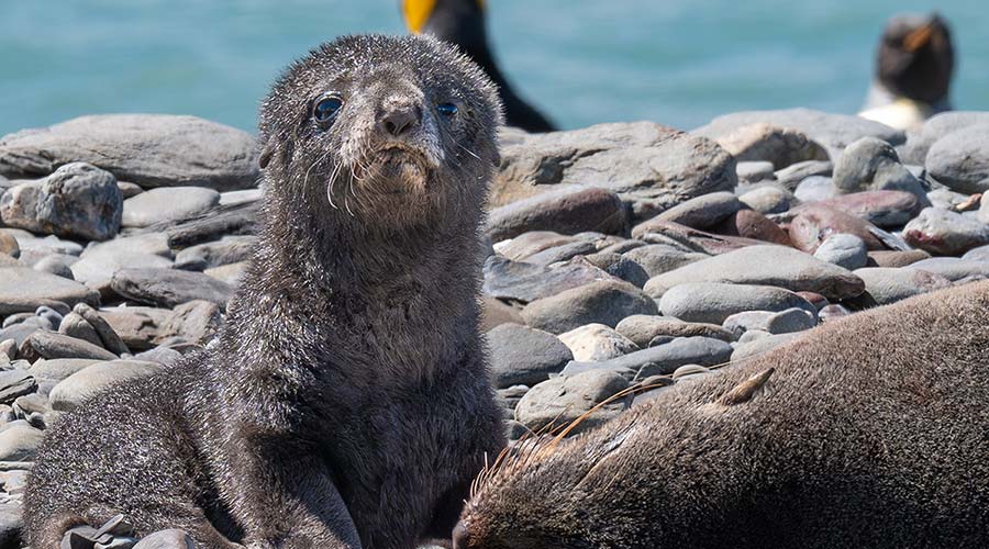 seal-pup-and-mother-900x500