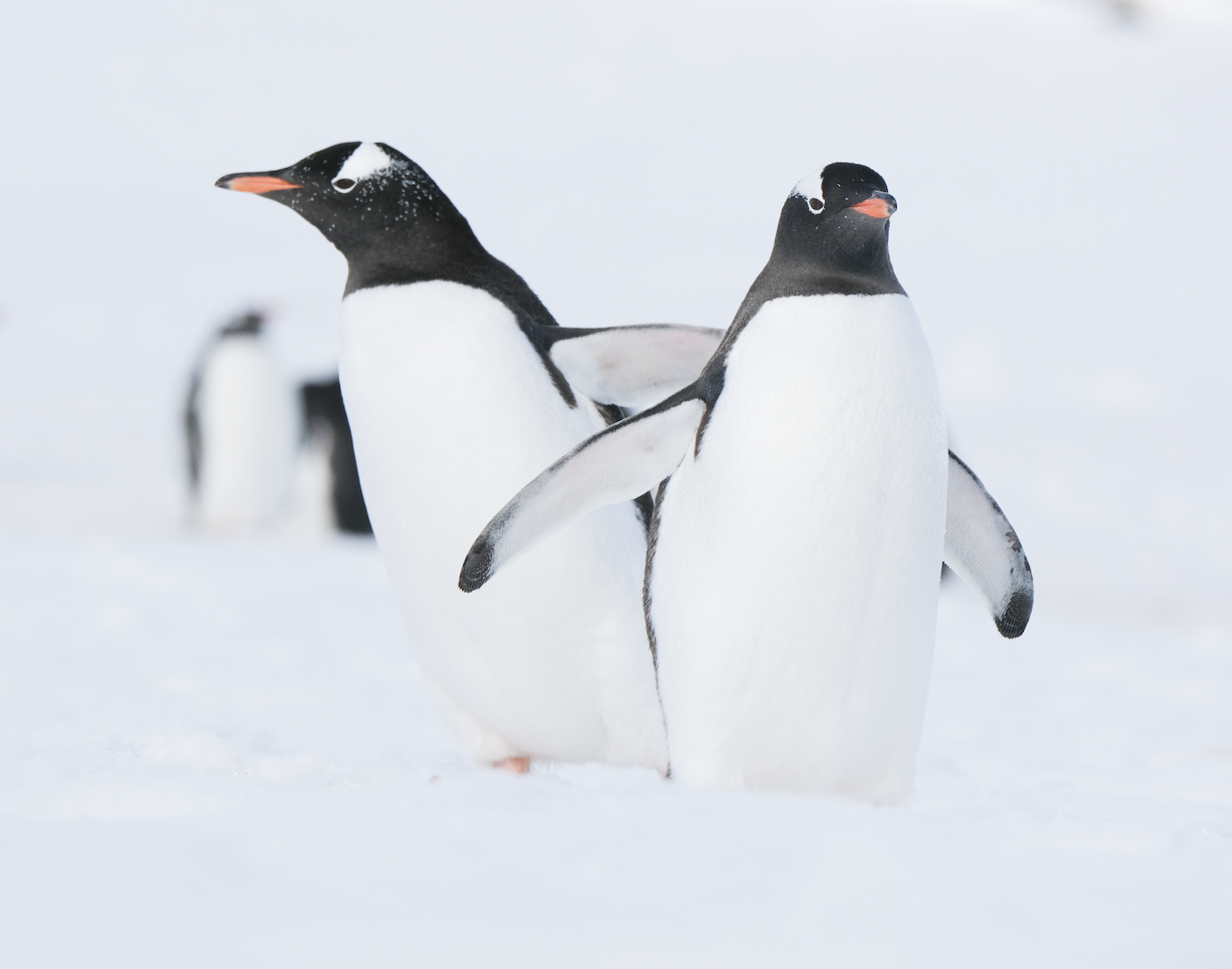 Screenshot 2024-08-26 at 6.55.27 PM Counting Penguins with Oceanites for Citizen Science