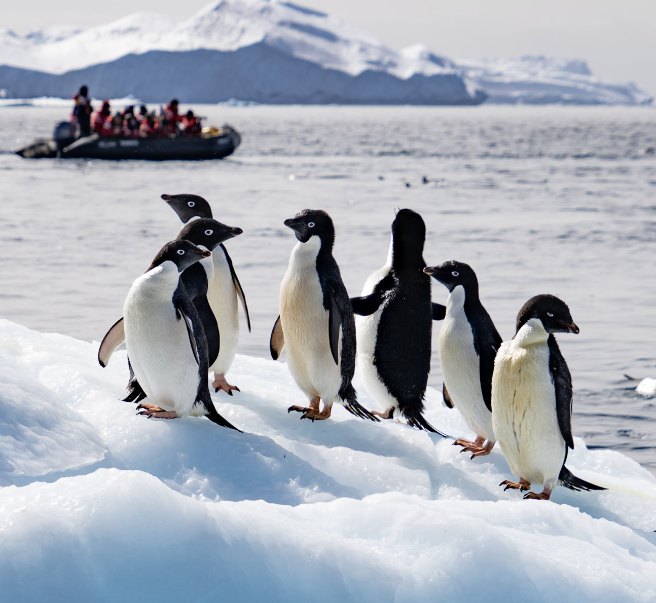 Screenshot 2024-08-26 at 7.09.32 PM Filming the wonders of Antarctica