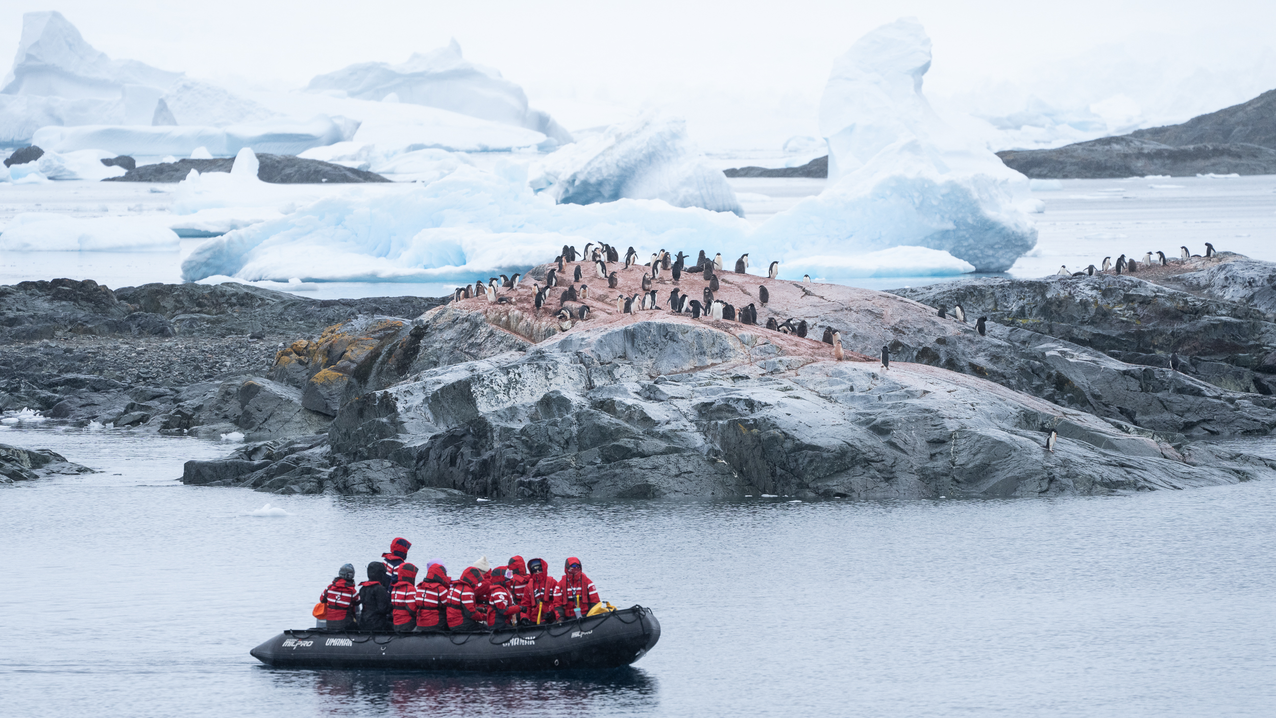 LisaLaPointe_YalourIslands-4 penguin colony at Yalour Islands, Antarctica
