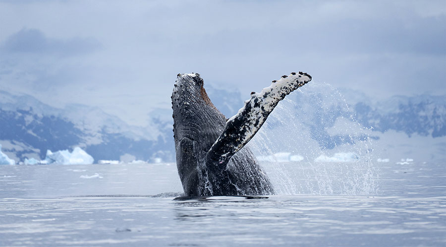 whale