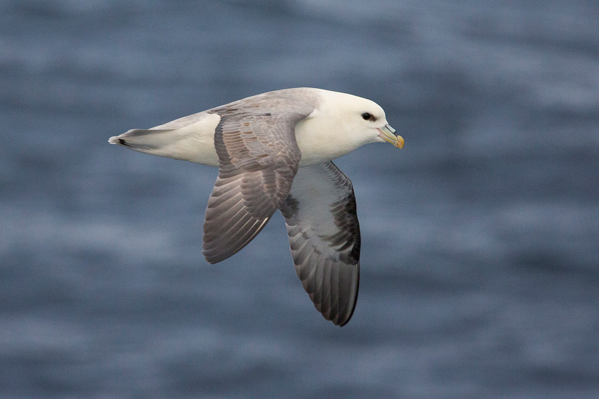 Greenland-general-bird