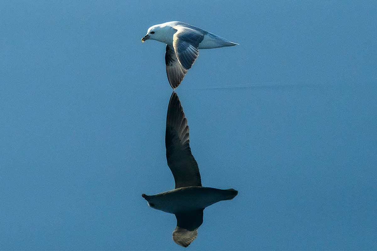 Greenland-wildlife-bird