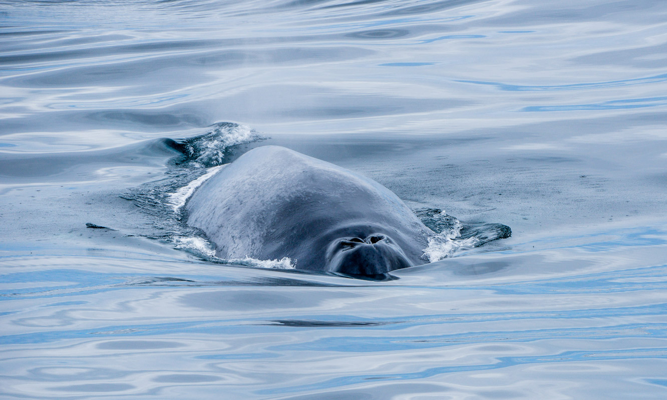 Iceland_Husavik_Whale_028_SR
