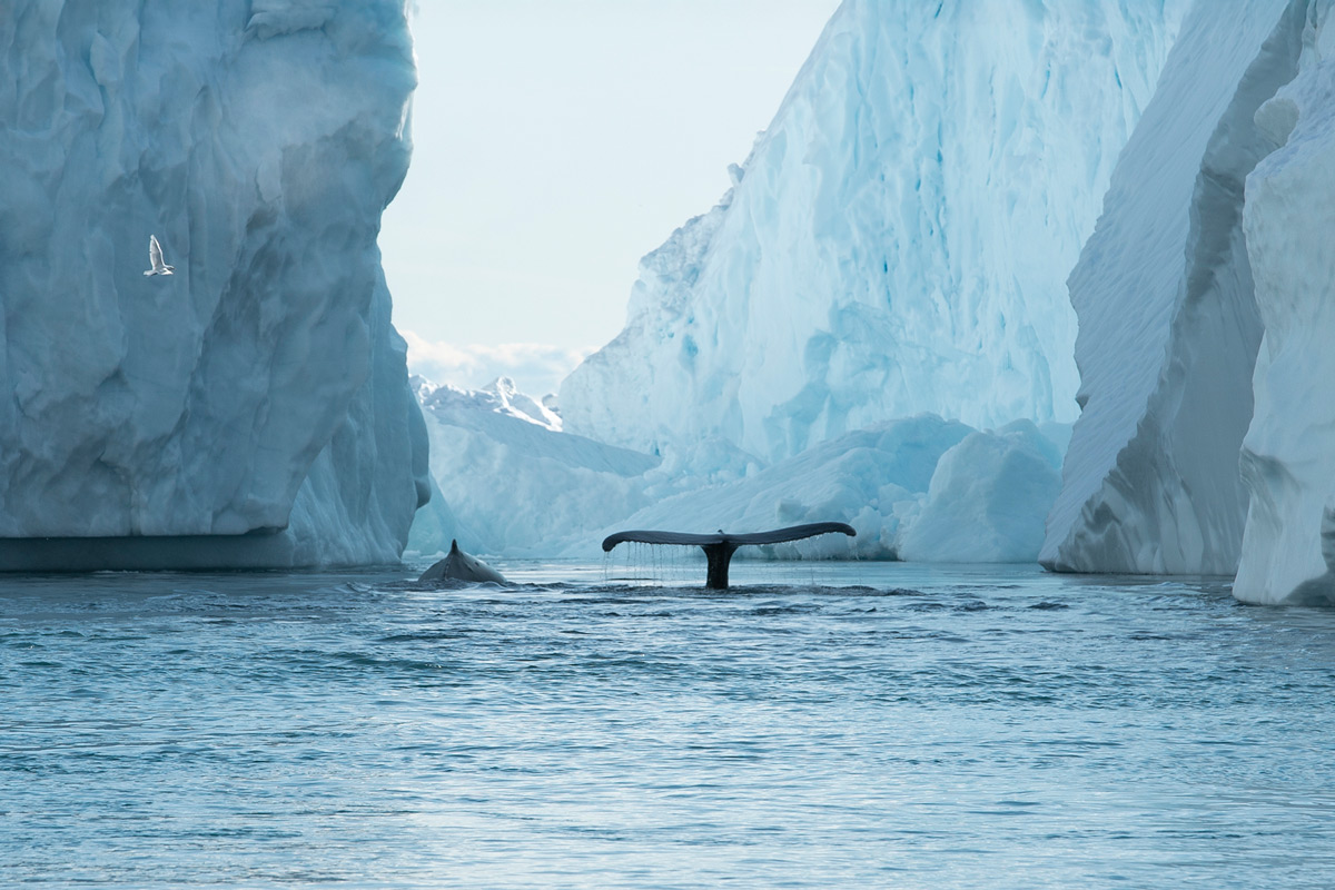 Ilulissat-wildlife-whale