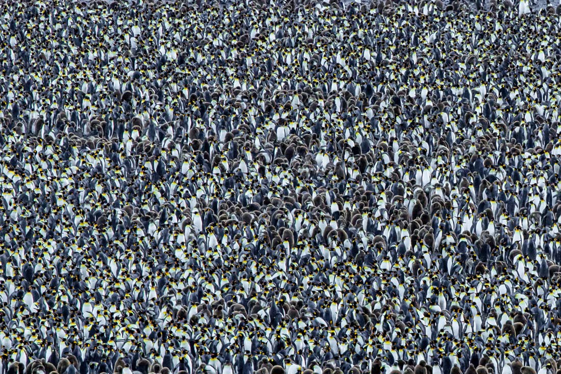 King-Penguin-Right-Whale-Bay_South-Georgia king-penguin
