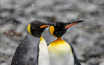 King Penguin