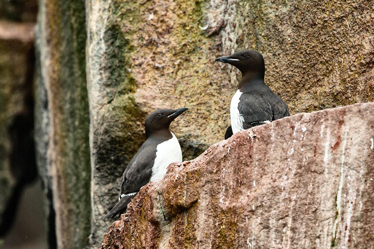 Norway_Svalbard_Auks