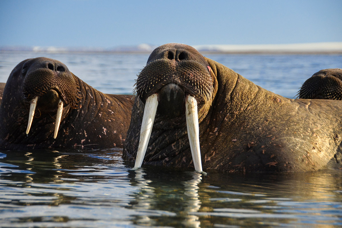 Norway_Svalbard_Sorgfjorden_Walruses