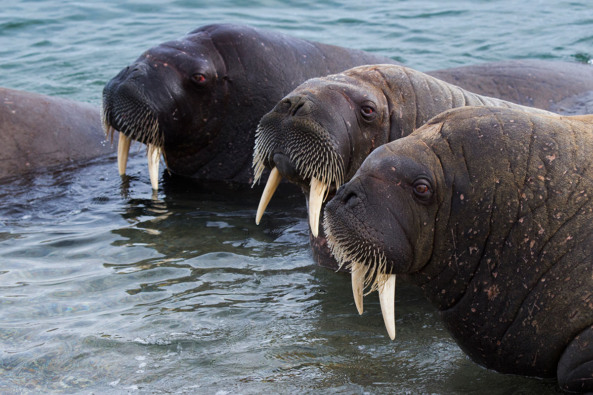 Norway_Svalbard_Walruses_Tusks
